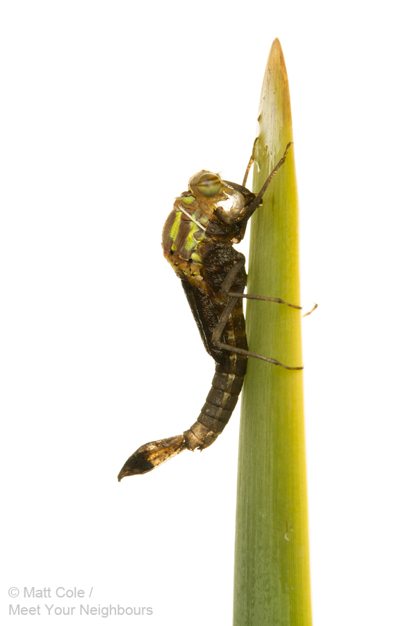 Large Red Damselfly emergence 3